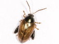 Psylliodes chrysocephala